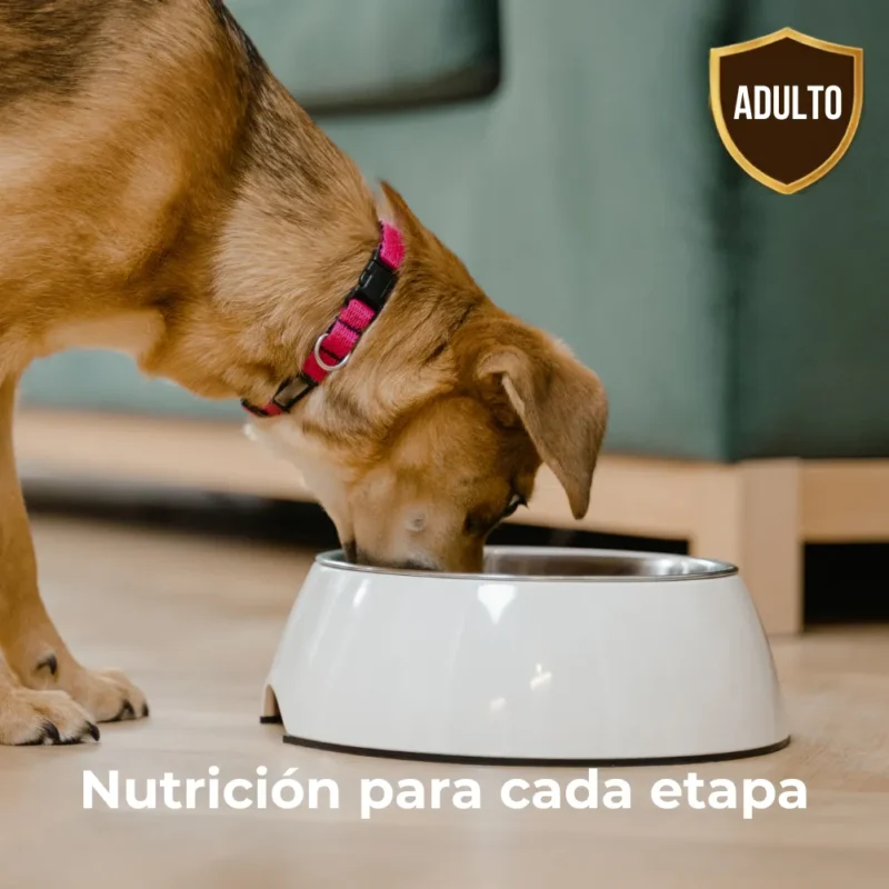 9 XT21 Perro Adulto 25kg