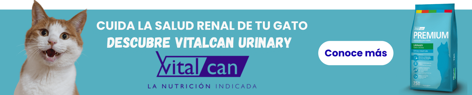 Inicio