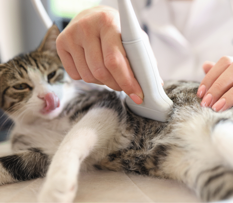 Cuidado urinario en gatos: todo lo que debes saber si tu michi tiene problemas renales