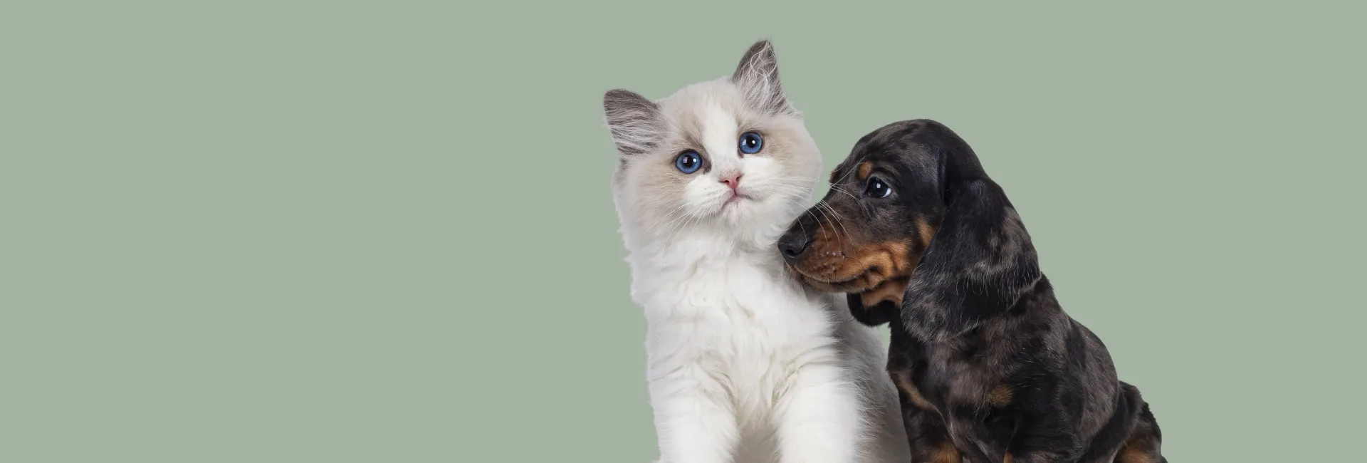 Odwalla Adulto 22+3Kg